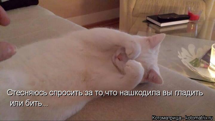 Котоматрица: Стесняюсь спросить:за то,что нашкодила вы гладить  или бить...