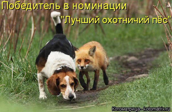 Победитель в номинации "Лучший охотничий пёс"... Котоматрица: Победитель в номинации "Лучший охотничий пёс"