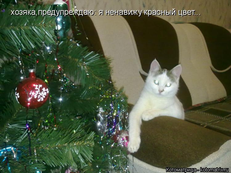 хозяка,предупреждаю: я ненавижу красный цвет...... Котоматрица: хозяка,предупреждаю: я ненавижу красный цвет...