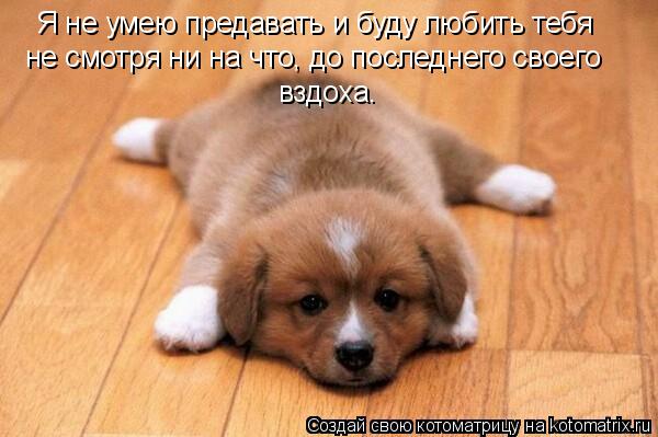 Я не умею предавать и буду любить тебя не смотря ни на что, до последнего своего вздоха.... Котоматрица: Я не умею предавать и буду любить тебя не смотря ни на что, до последнего своего вздоха.