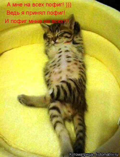 А мне на всех пофиг! ))) Ведь я принял пофиг! И пофиг мнне на всех!!!... Котоматрица: А мне на всех пофиг! ))) Ведь я принял пофиг! И пофиг мнне на всех!!!