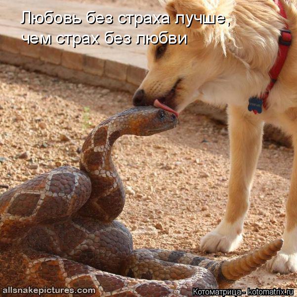 Любовь без страха лучше, чем страх без любви... Котоматрица: Любовь без страха лучше, чем страх без любви
