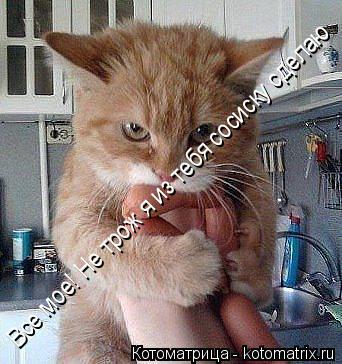 Все мое! Не трож я из тебя сосиску сделаю... Котоматрица: Все мое! Не трож я из тебя сосиску сделаю
