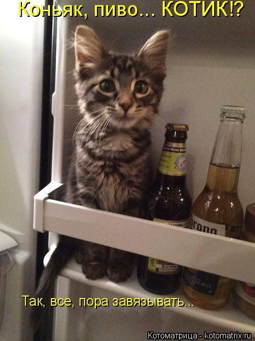 Коньяк, пиво... КОТИК!? Так, все, пора завязывать...... Котоматрица: Коньяк, пиво... КОТИК!? Так, все, пора завязывать...
