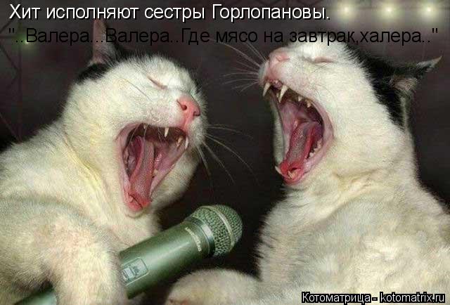 Хит исполняют сестры Горлопановы. "..Валера...Валера..Где мясо на завтрак,халера.."... Котоматрица: Хит исполняют сестры Горлопановы. "..Валера...Валера..Где мясо на завтрак,халера.."