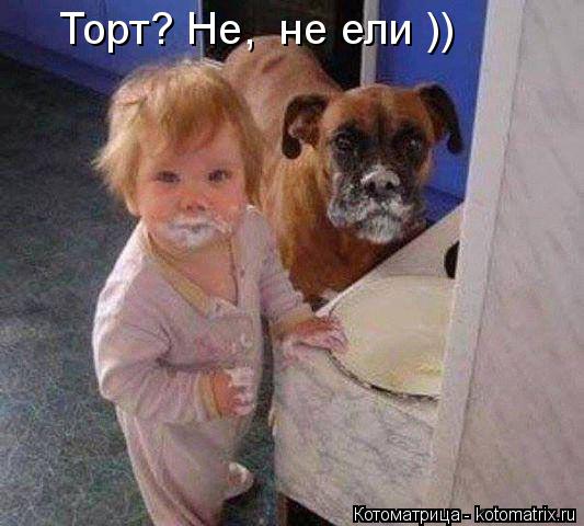 Торт? Не, не ели ))... Котоматрица: Торт? Не, не ели ))