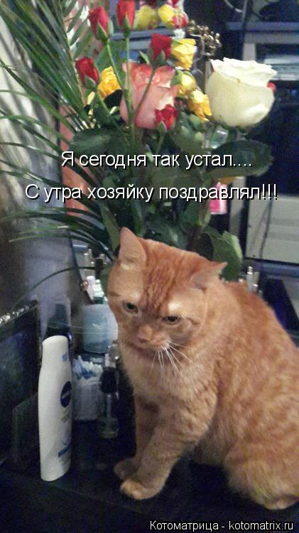 Я сегодня так устал.... С утра хозяйку поздравлял!!!... Котоматрица: Я сегодня так устал.... С утра хозяйку поздравлял!!!