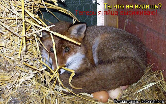 Ты что не видишь? Теперь я яйца высиживаю!... Котоматрица: Ты что не видишь? Теперь я яйца высиживаю!