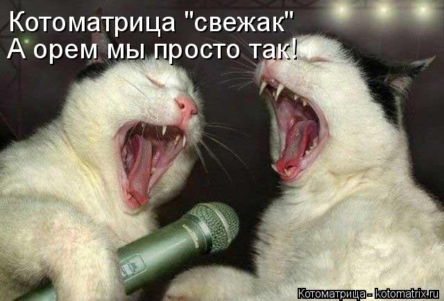 Котоматрица "свежак" А орем мы просто так!... Котоматрица: Котоматрица "свежак" А орем мы просто так!