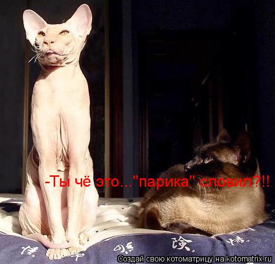 -Ты чё это..."парика" словил?!!... Котоматрица: -Ты чё это..."парика" словил?!!