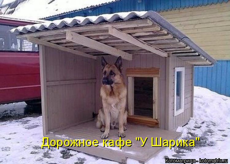 Дорожное кафе "У Шарика"... Котоматрица: Дорожное кафе "У Шарика"