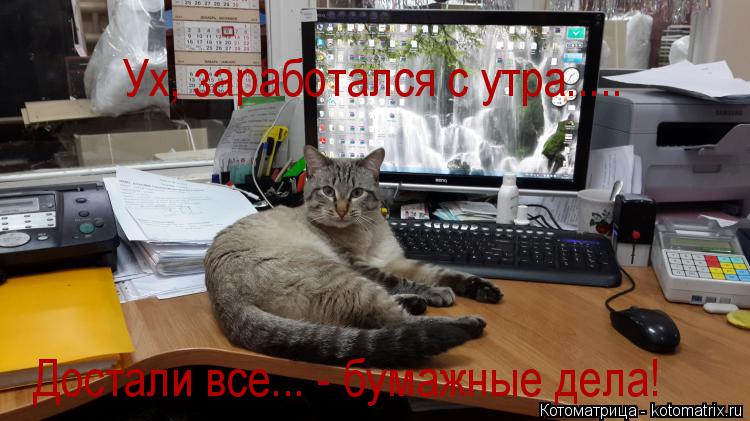 Ух, заработался с утра..... Достали все... - бумажные дела!... Котоматрица: Ух, заработался с утра..... Достали все... - бумажные дела!