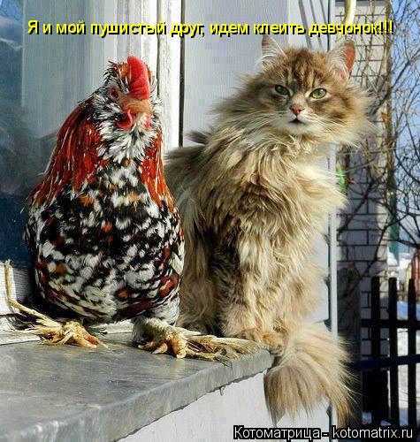 Я и мой пушистый друг, идем клеить девчонок!!!... Котоматрица: Я и мой пушистый друг, идем клеить девчонок!!!