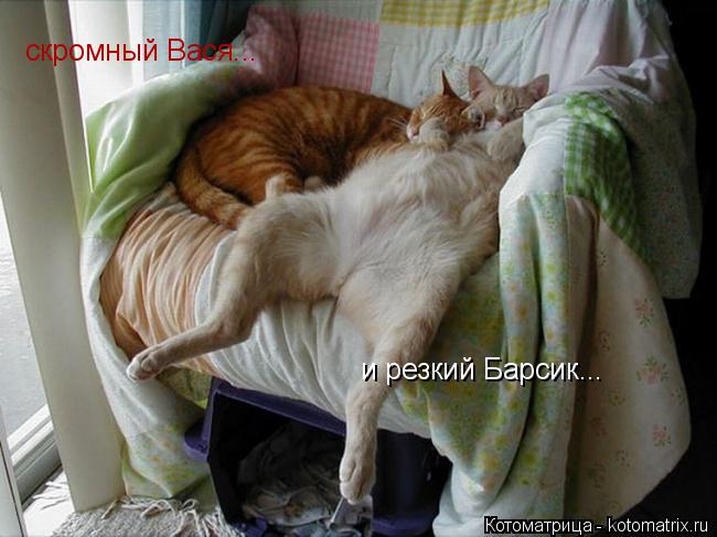 скромный Вася... и резкий Барсик...... Котоматрица: скромный Вася... и резкий Барсик...