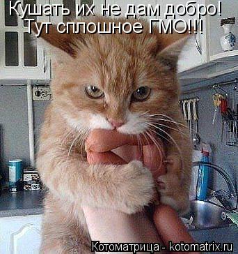 Кушать их не дам добро! Тут сплошное ГМО!!!... Котоматрица: Кушать их не дам добро! Тут сплошное ГМО!!!