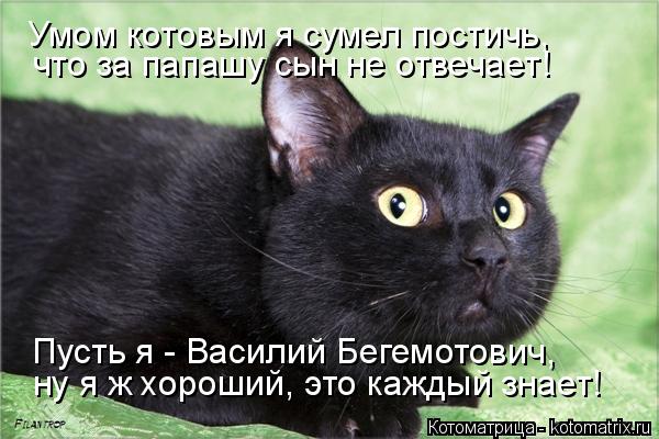 Умом котовым я сумел постичь, что за папашу сын не отвечает! Пусть я - Василий Бегемотович, ну я ж хо... Котоматрица: Умом котовым я сумел постичь, что за папашу сын не отвечает! Пусть я - Василий Бегемотович, ну я ж хороший, это каждый знает!