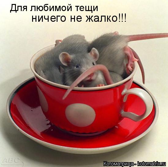 Для любимой тещи ничего не жалко!!!... Котоматрица: Для любимой тещи ничего не жалко!!!