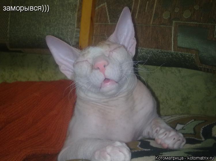 заморывся)))... Котоматрица: заморывся)))