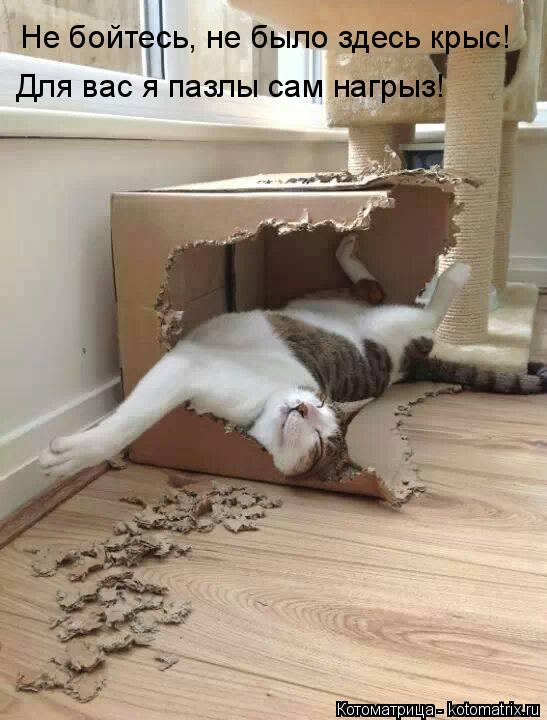 Котоматрица: Не бойтесь, не было здесь крыс! Для вас я пазлы сам нагрыз!