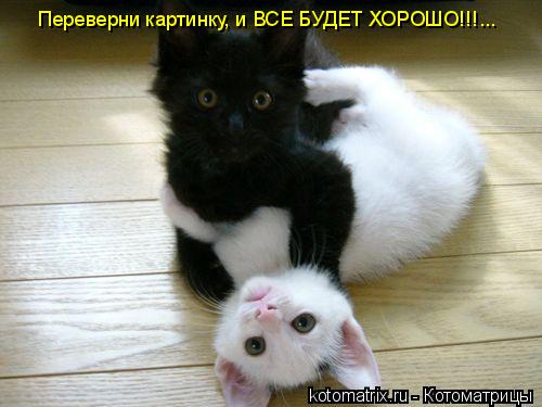 Переверни картинку, и ВСЕ БУДЕТ ХОРОШО!!!...... Котоматрица: Переверни картинку, и ВСЕ БУДЕТ ХОРОШО!!!...
