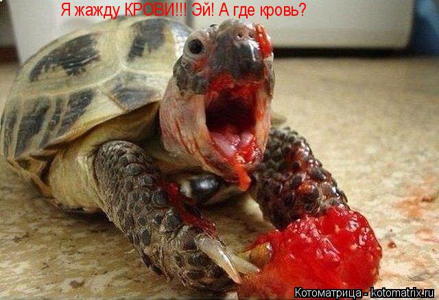 Я жажду КРОВИ!!! Эй! А где кровь?... Котоматрица: Я жажду КРОВИ!!! Эй! А где кровь?