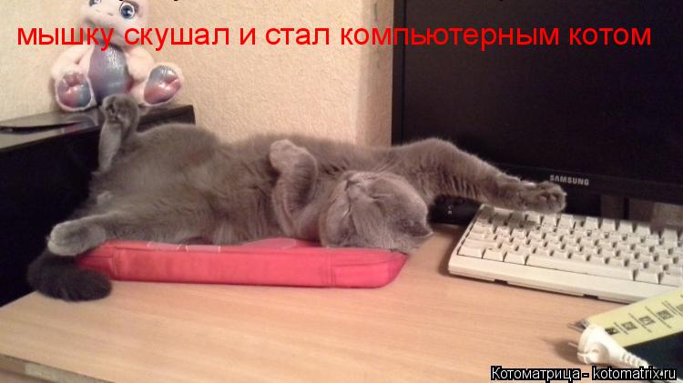 мышку скушал и стал компьютерным котом мышку скушал и стал компьютерным котом... Котоматрица: мышку скушал и стал компьютерным котом мышку скушал и стал компьютерным котом