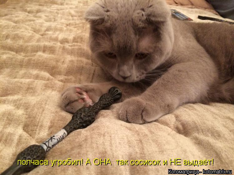 полчаса угробил! А ОНА так сосисок и НЕ выдаёт!... Котоматрица: полчаса угробил! А ОНА так сосисок и НЕ выдаёт!