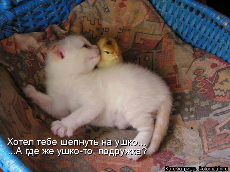 Хотел тебе шепнуть на ушко... ...А где же ушко-то, подружка?... Котоматрица: Хотел тебе шепнуть на ушко... ...А где же ушко-то, подружка?
