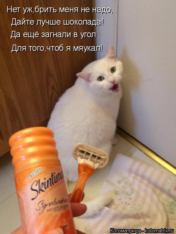 Нет уж,брить меня не надо, Дайте лучше шоколада! Да ещё загнали в угол Для того,чтоб я мяукал!... Котоматрица: Нет уж,брить меня не надо, Дайте лучше шоколада! Да ещё загнали в угол Для того,чтоб я мяукал!
