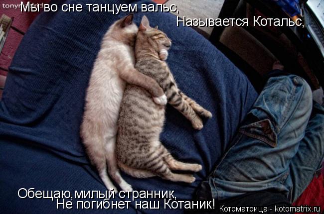 Мы во сне танцуем вальс, Называется Котальс, Обещаю,милый странник, Не погибнет наш Котаник!... Котоматрица: Мы во сне танцуем вальс, Называется Котальс, Обещаю,милый странник, Не погибнет наш Котаник!