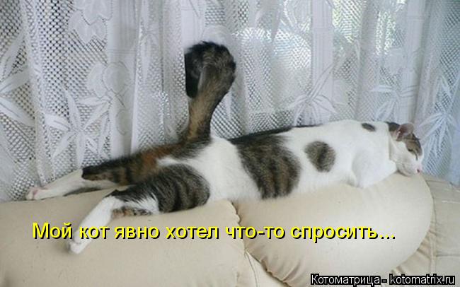 Мой кот явно хотел что-то спросить...... Котоматрица: Мой кот явно хотел что-то спросить...