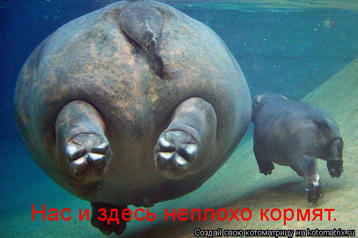 Нас и здесь неплохо кормят.... Котоматрица: Нас и здесь неплохо кормят.