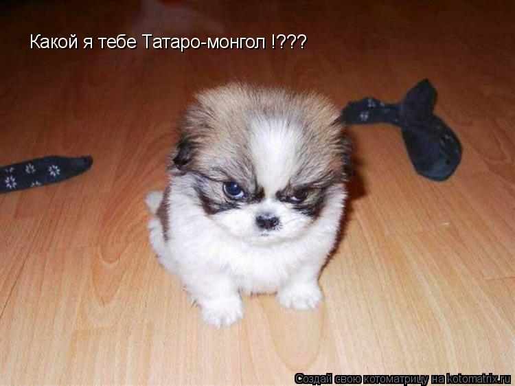 Котоматрица: Какой я тебе Татаро-монгол !???