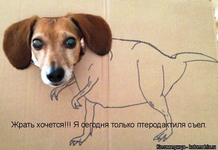 Жрать хочется!!! Я сегодня только птеродактиля съел.... Котоматрица: Жрать хочется!!! Я сегодня только птеродактиля съел.