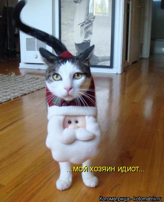 ...мой хозяин идиот...... Котоматрица: ...мой хозяин идиот...