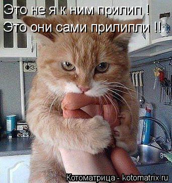 Это не я к ним прилип ! Это они сами прилипли !!... Котоматрица: Это не я к ним прилип ! Это они сами прилипли !!