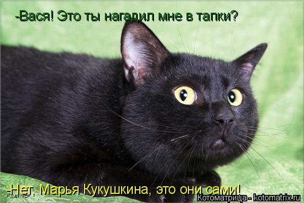 -Вася! Это ты нагадил мне в тапки? -Нет, Марья Кукушкина, это они сами!... Котоматрица: -Вася! Это ты нагадил мне в тапки? -Нет, Марья Кукушкина, это они сами!