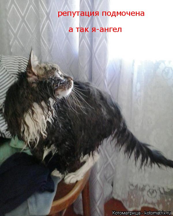 репутация подмочена а так я-ангел... Котоматрица: репутация подмочена а так я-ангел