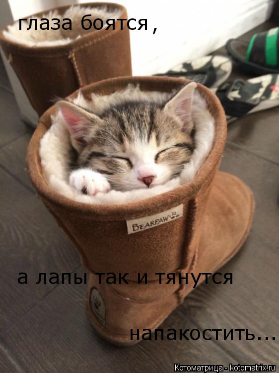 глаза боятся , а лапы так и тянутся напакостить...... Котоматрица: глаза боятся , а лапы так и тянутся напакостить...