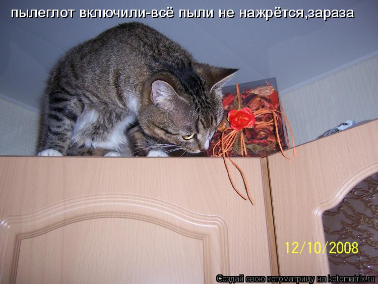 пылеглот включили-всё пыли не нажрётся,зараза... Котоматрица: пылеглот включили-всё пыли не нажрётся,зараза