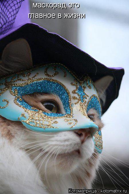 Котоматрица: маскорад это  главное в жизни