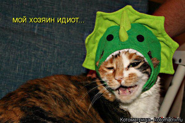 мой хозяин идиот...... Котоматрица: мой хозяин идиот...