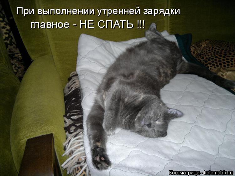 При выполнении утренней зарядки главное - НЕ СПАТЬ !!!... Котоматрица: При выполнении утренней зарядки главное - НЕ СПАТЬ !!!