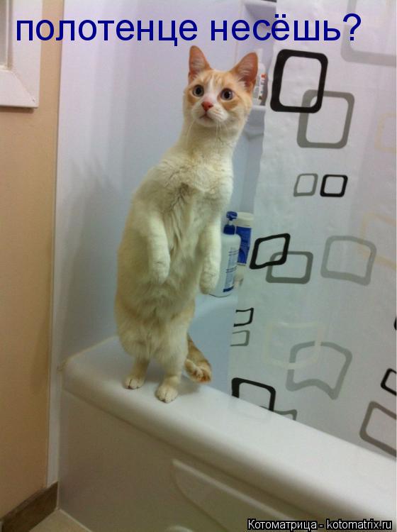 полотенце несёшь?... Котоматрица: полотенце несёшь?