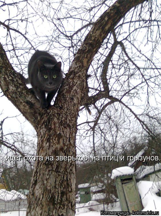 идёт охота на зверьков, на птиц и грызунов.... Котоматрица: идёт охота на зверьков, на птиц и грызунов.
