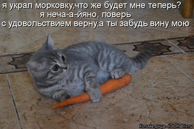 я украл морковку,что же будет мне теперь? я неча-а-йяно, поверь с удовольствием верну,а ты забудь вин... Котоматрица: я украл морковку,что же будет мне теперь? я неча-а-йяно, поверь с удовольствием верну,а ты забудь вину мою
