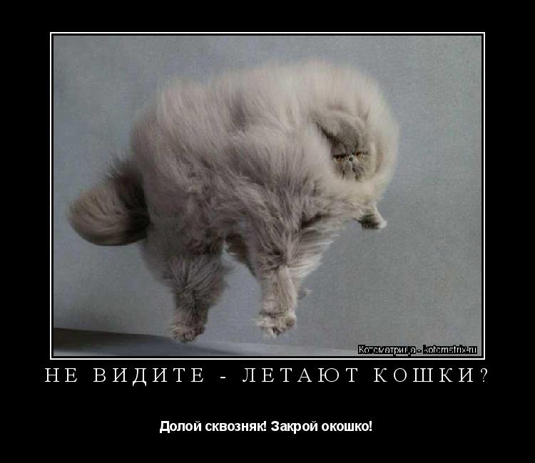 НЕ ВИДИТЕ - ЛЕТАЮТ КОШКИ? Долой сквозняк! Закрой окошко!... Котоматрица: НЕ ВИДИТЕ - ЛЕТАЮТ КОШКИ? Долой сквозняк! Закрой окошко!