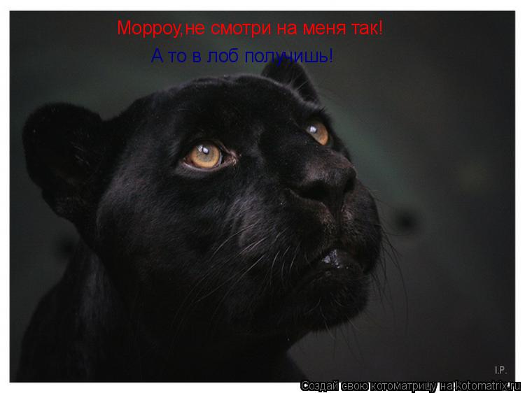 Котоматрица: Морроу,не смотри на меня так! А то в лоб получишь!