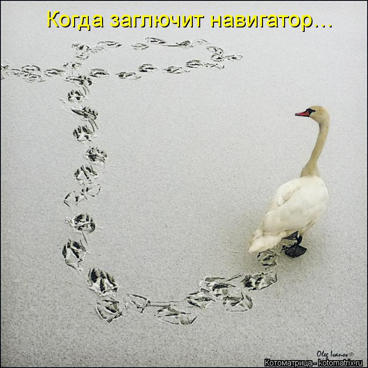 Котоматрица: Когда заглючит навигатор…