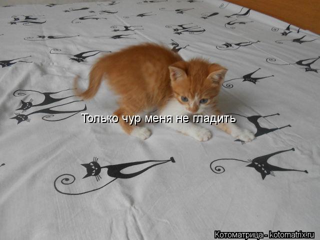 Только чур меня не гладить... Котоматрица: Только чур меня не гладить